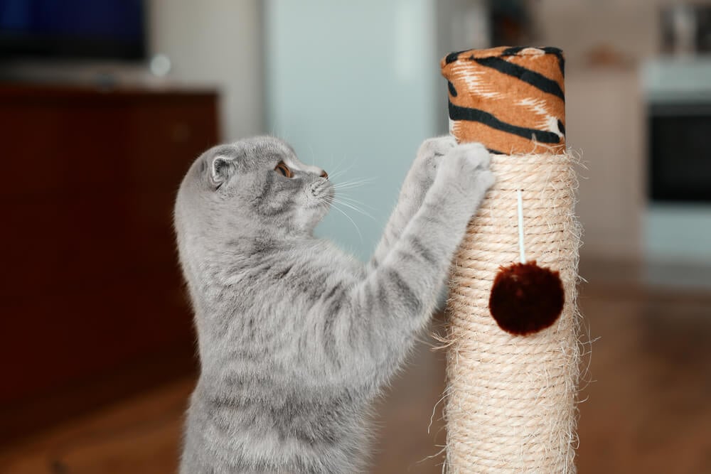 cat using scratching post