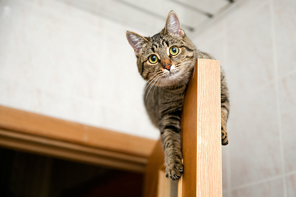 cat on top of door frame