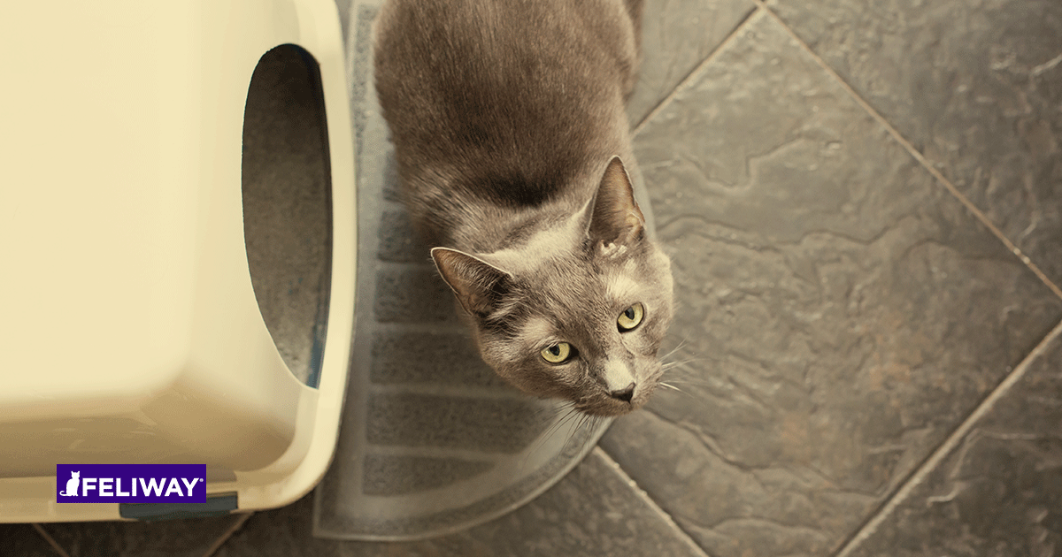 How To Stop Cats From Peeing On Furniture